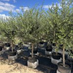 Olivovník európsky (Olea europaea) ´ARBEQUINA´ - výška 180-200 cm, obvod kmeňa 25/30 cm, kont. C45L (-12°C)